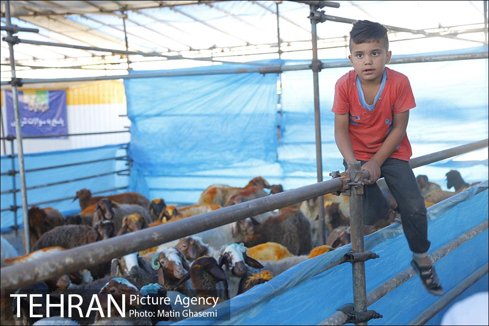 بازدید اصحاب رسانه از مراکز عرضه بهداشتی دام  10