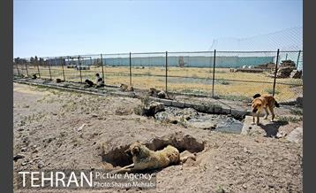 نقاهتگاه سگ های بدون صاحب واقع در آراد کوه 24