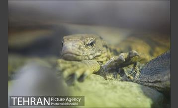 باغ وحش ارم 33