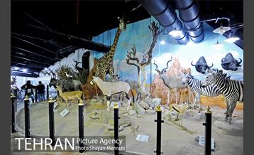 موزه طبیعت و حیات وحش دارآباد تهران 25