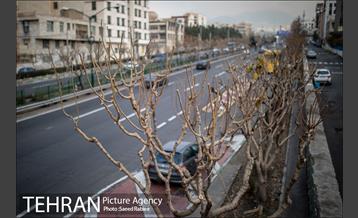 آغاز فصل هرس درختان 9