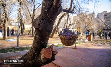 باغ گلاریس 29