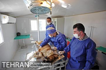 نقاهتگاه سگ های بدون صاحب واقع در آراد کوه 36