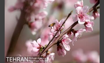 بهار در تهران 20