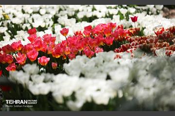 باغ ایرانی میزبان لاله‌ها 24