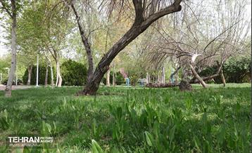 بوستان بانوان نرگس 22