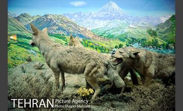 موزه حیات وحش هفت چنار 39