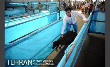 بازدید معاونین شهردار از جایگاه های عرضه دام زنده 12