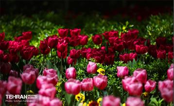 باغ ایرانی میزبان لاله‌ها 11