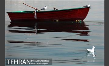 دریاچه شهدای خلیج فارس میزبان کاکاهای مهاجر 9