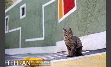 کوچه رنگی قدیانی 35