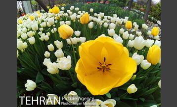 روش گل های لاله در باغ ایرانی 3