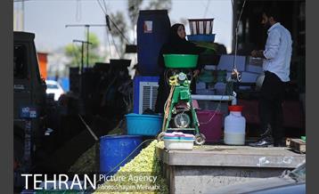 بازار میوه تربار مرکزی 12