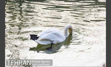 باغ پرندگان 12