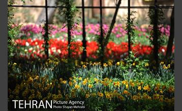 رویش گل های لاله در باغ ایرانی 43