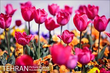 لاله های بوستان یاسمن 6