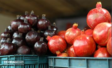 جشنواره انار «صد دانه یاقوت» 12