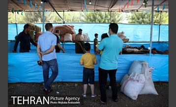 مرکز عرضه دام بهداشتی به مناسبت عید قربان در منطقه 14