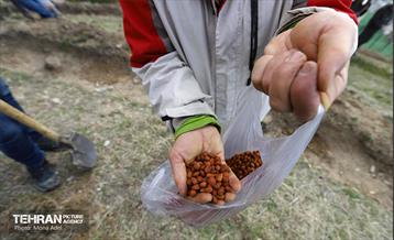 آیین کاشت گیاهان بومی پایتخت در برج میلاد 5