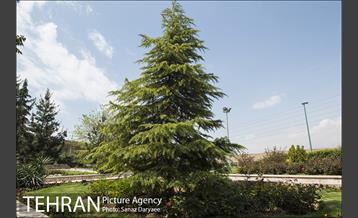 بوستان آزادگان 18