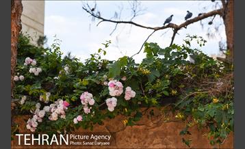 عمارت عین الدوله (نگارخانه برگ) 2