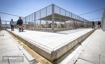 مهربانی با سگ های بدون صاحب 3