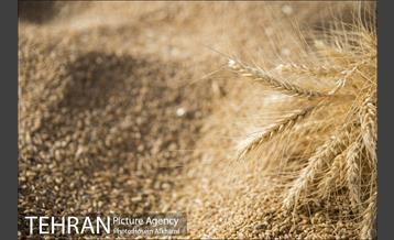 برداشت گندم در مزارع جنوب تهران‎ 25