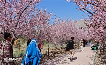 شکوفه‌های بهاری در بوستان سمن‌ها 2
