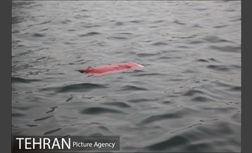 سقوط یه فروند بالگرد در دریاچه شهدای خلیج فارس 10