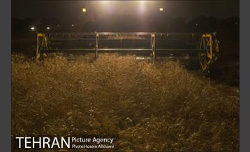 برداشت گندم در مزارع جنوب تهران‎ 18