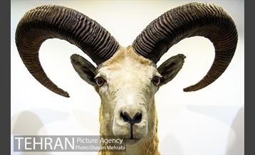 موزه طبیعت و حیات وحش دارآباد تهران 6