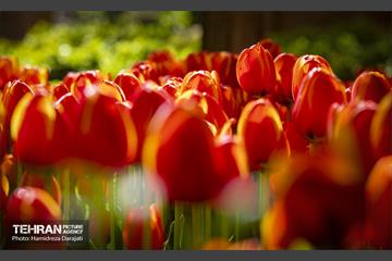 لاله های باغ ایرانی 3