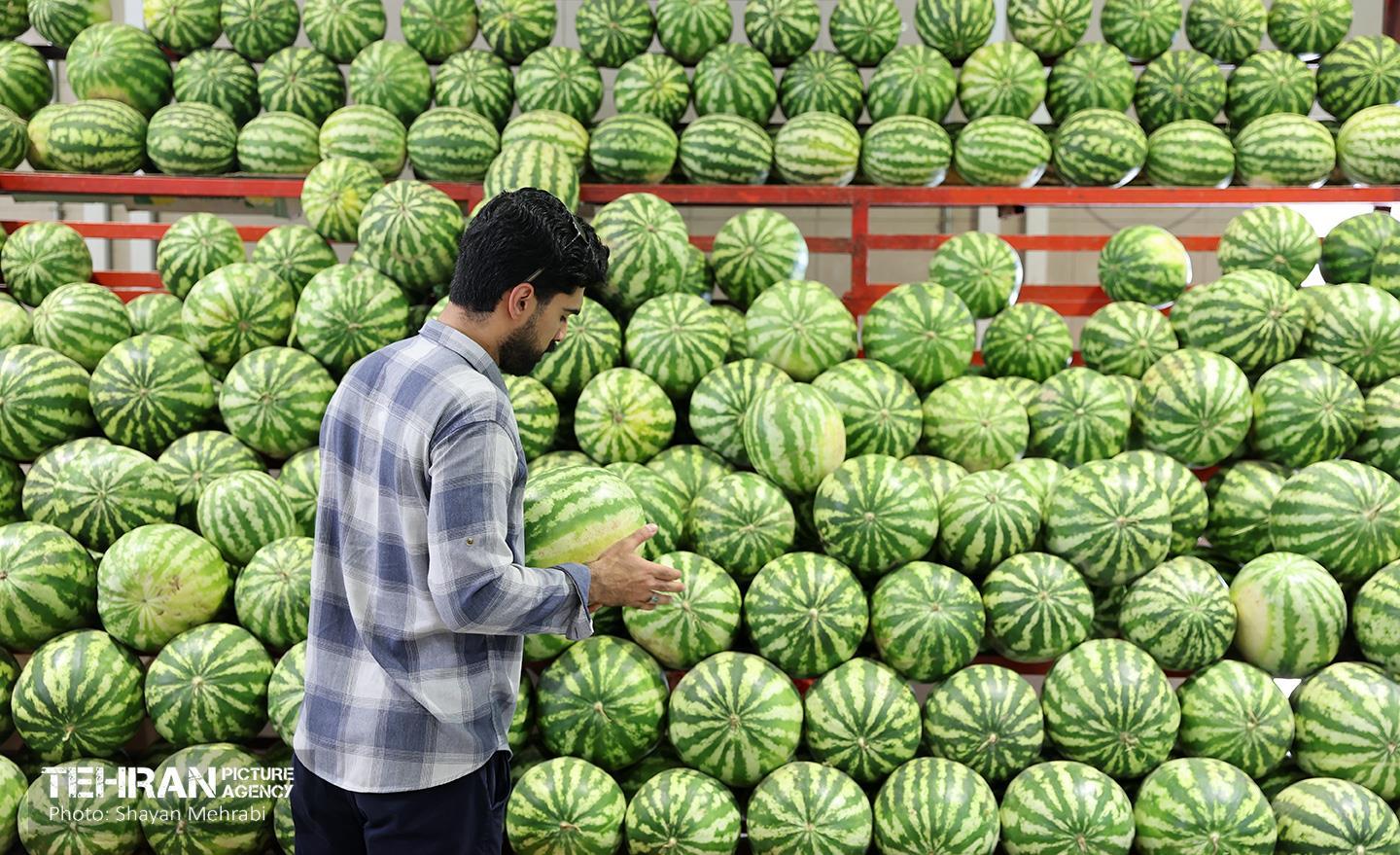 تور رسانه‌ای بازدید از بازارهای میوه و تره‌بار 18