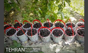 فصل برداشت توت از باغات سولقان 4