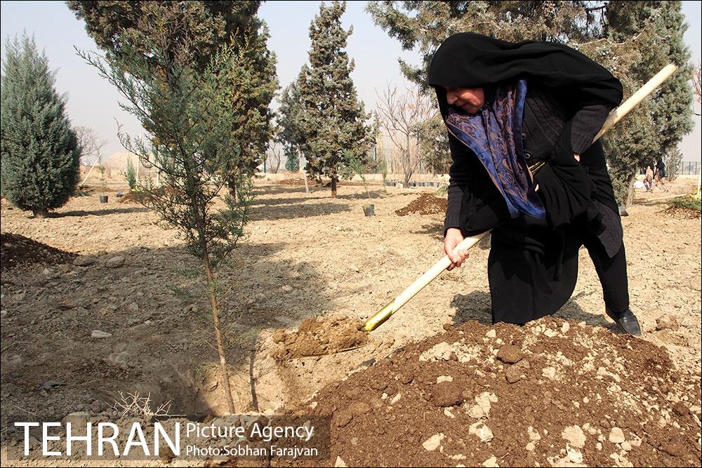 کاشت نهال در بوستان ولایت  8
