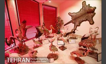 موزه طبیعت و حیات وحش دارآباد 25