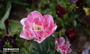 تیتر هوای بهاری تهران 9