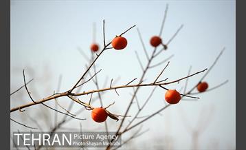 پاییز باغ ایرانی 11