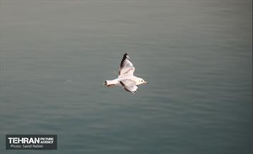 پرندگان مهاجر دریاچه چیتگر 27