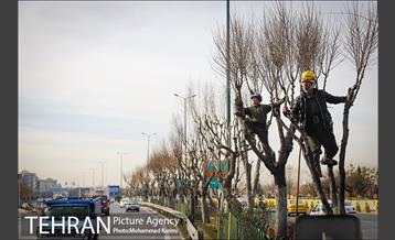 آغاز فصل هرس درختان- 3