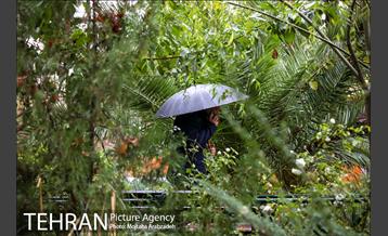 بارش باران پاییزی در تهران 12