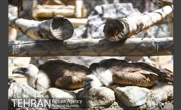 باغ وحش ارم 5