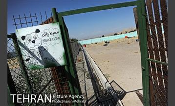 نقاهتگاه سگ های بدون صاحب واقع در آراد کوه 26