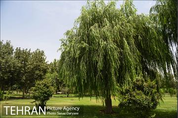 بوستان پردیس بانوان 13
