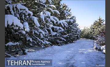 طبیعت برفی تلو 14