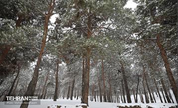 روز برفی تهران - 2 12