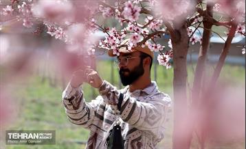 شکوفه‌های بهاری در بوستان سمن‌ها 4