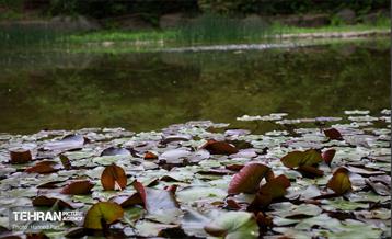 باغ گیاه‌شناسی 13