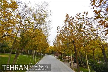 طبیعت پاییزی بوستان فدک 32