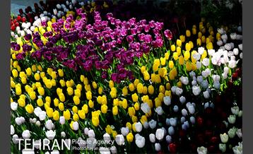 پیاده راه لاله مادران 22